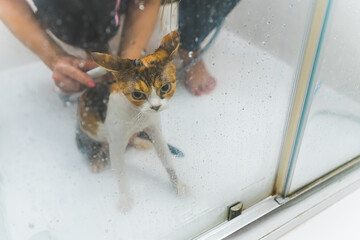 Devon rex cat taking a shower in the bathroom, pet care concept. High quality photo
