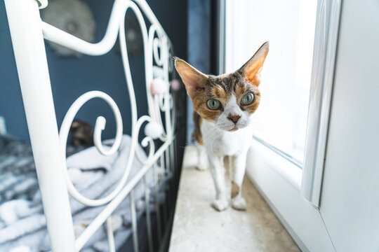 Devon rex cat standing on the window-sill and looking forward, pets concept. High quality photo