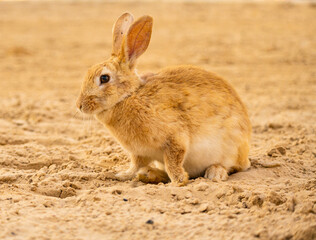 Rabbit, mammal, nature, animal, wildlife, bunny, wild, cute