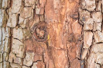 bark of a tree