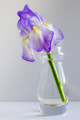 one purple iris in a glass vase on a white background