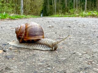 a snail on the road crawls across the road