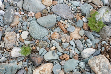 Pebbles and moss on the beach. The texture of the rocks.