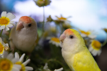 Maravillosos agapornis amarillos con cara de melocotón disfrutando de unas  fantásticas margaritas silvestres