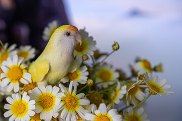 Maravillosos agapornis amarillos con cara de melocotón disfrutando de unas  fantásticas margaritas silvestres