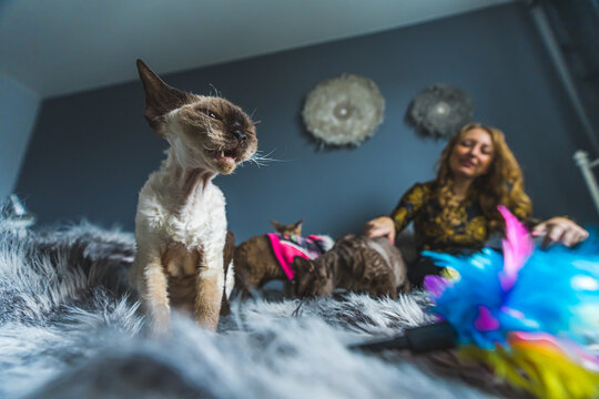 Devon rex cats and their owner woman having fun on the bed, taking care of pets. High quality photo