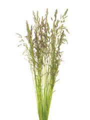 Grass spikes bouquet isolated on white, Creeping bentgrass