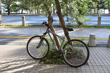 Fototapeta na wymiar 自転車が気に寄りかかって休憩中です。