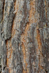 clean texture of the bark of a young tree in the forest