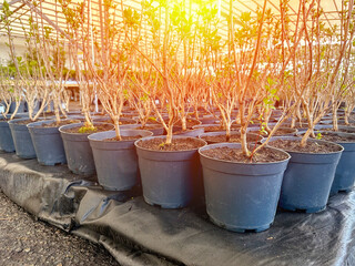 young trees in the nursery for plants