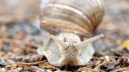 a snail slowly crawls on a wet stone against a background of lavender flowers. - obrazy, fototapety, plakaty