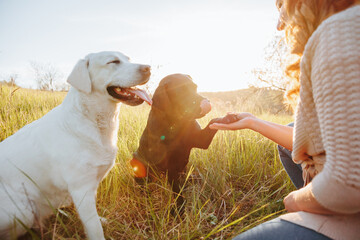 With the setting sun casting a warm glow, a woman and her beloved Labrador enjoy a quiet moment,...