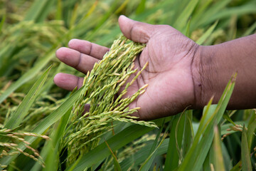 Farmer Hand-holding raw  grain of rice field agriculture concepts