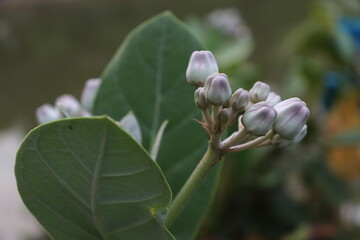 white jamaica flowers, some have bloomed, some are still small
