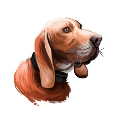Sabueso Espanol dog portrait isolated on white. Digital art illustration of hand drawn dog for web, t-shirt print and puppy food cover design. Spanish Scenthound exclusive working hunting breed.