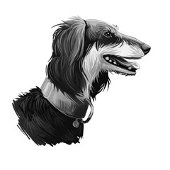 Saluki dog portrait isolated on white. Digital art illustration of hand drawn dog for web, t-shirt print and puppy food cover design. Standardised breed developed from sighthounds dogs hunt, by sight.