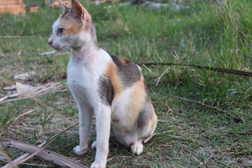 a cat was in the park playing next to a tree
