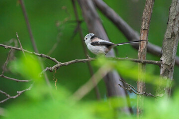 枝に止まったシマエナガ