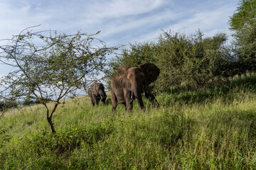 herd of elephants between the trees in tanzania tarangire park