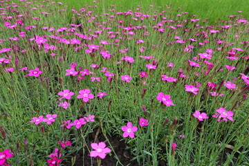 Fototapeta premium Multitude of magenta colored flowers of Dianthus deltoides in May