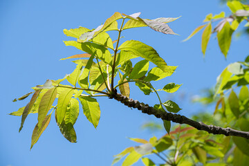 ヤチダモの新緑 / Fresh green of Manchurian Ash