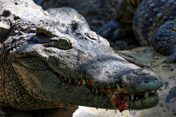 The thai crocodile rest on the garden