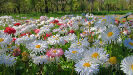 A flower bed with daisies in a public park.