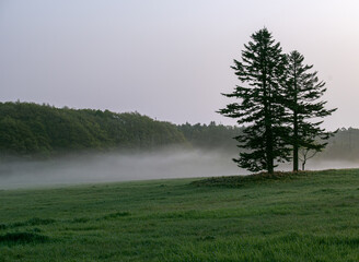 早朝の薄霧のかかった草原 / Meadow with light mist in the early morning