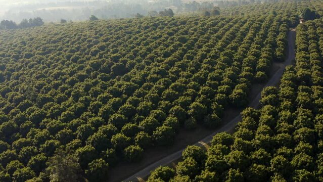 AVOCADO FARMS NEAR PATZCUARO LAKE AT SUNSET DRONE SHOT