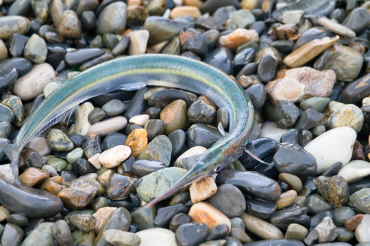 Sargan fish on a pebble beach. Europian Garfish (Belone belone) in Black Sea