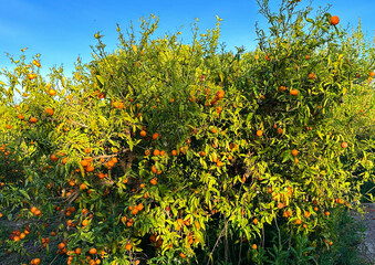 Tangerine plantation on farm. Orange mandarin tree. Orange farm field. Vibrant orange citrus fruits in garden. Mandarin trees at farm plantation cultivated in Mediterranean. Harvest season in Spain.