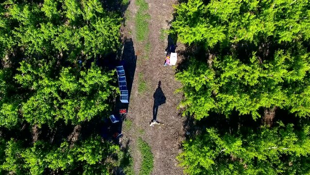 Collecting nectarine peach orchard harvest, taken by drone