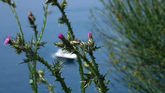 The wind sways the stems of the cotton thistle and the branches of the spartium junceum against the background of the sea and a sailing motor boat