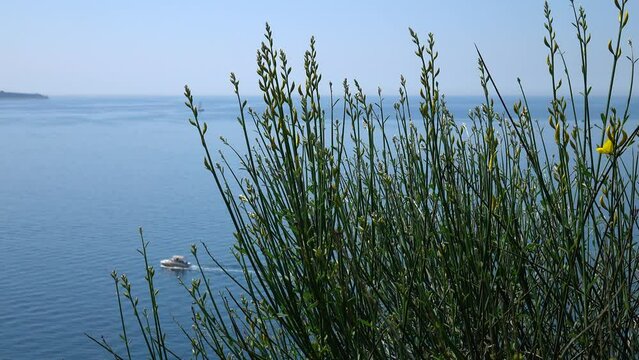 Bush of the spartium junceum with yellow flowers against the background of the sea and a sailing motor boat, background