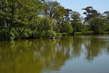 Nature at the pond Pionierteich in Akademiepark, Wiener Neustadt, Lower Austria, Austria, Europe, Central Europe
