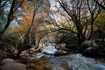 river in the forest in autumn