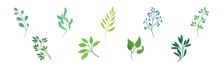 Green Twig and Branch with Leaves Vector Set