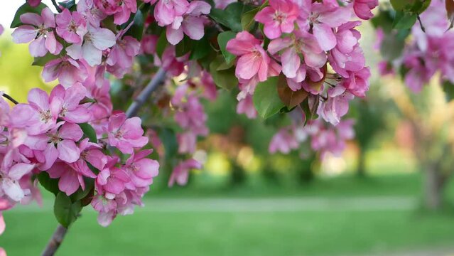 	Pink watercolor flowers on an apple tree in spring. Blooming spring beautiful garden in the rays of the setting sun.