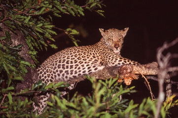 Leopard in a Tree