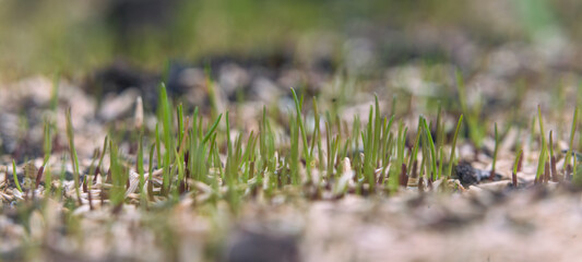 Close-up of sprouting grass seeds in the garden.