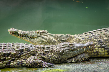 Un duo de crocodile relaxé