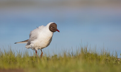 Black-headed Gull - at the mating season in spring at a wetland