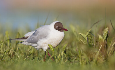 Black-headed Gull - at the mating season in spring at a wetland