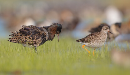  The ruff - pair at wetland on a mating season in spring