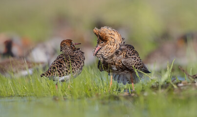  The ruff - pair at wetland on a mating season in spring