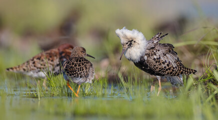  The ruff - pair at wetland on a mating season in spring