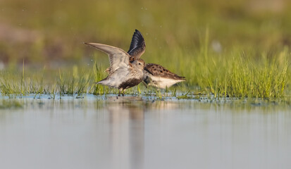 Dunlin - adult bird at a wetland on the spring migration 