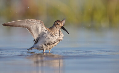 Dunlin - adult bird at a wetland on the spring migration 