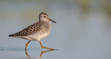 Wood Sandpiper  - in spring on the migration way at wetland