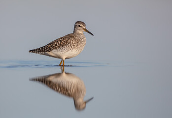 Wood Sandpiper  - in spring on the migration way at wetland